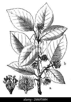 Buche, ein Staminat Blüten, b Pistillat Blüten, Fagus sylvatica, (Biologiebuch, 1903), Buche, a Staubblüten, b Stempelblüten, hêtre, A-Tamines, b-Pistils Stockfoto