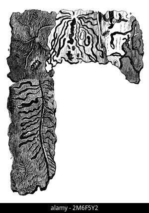 europäischer Fichtenrindenkäfer, Burrows, IPS typographus (Biologiebuch, 1903), Buchdrucker, Bohrgang, Bostryche typographe, Couloirs de Forage Stockfoto