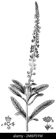 Schweißnaht, Reseda luteola, (technisches Buch, 1889), Färber-Wau, Gaude Stockfoto