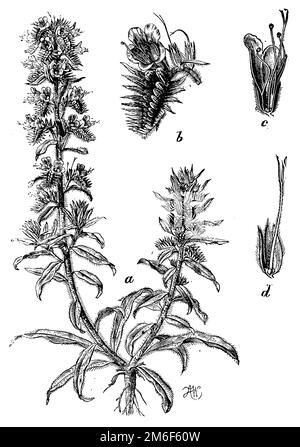 viper's Bugloss, a plant, b an inflorescence, c flower in longitudinal section, d pistil in Calyx cut long, d Stempel im Echium vulgare, A W (Botanisches Buch, 1898), gewöhnlicher Natternkopfa Pflanze, b ein Blütenwickel, c Blüte im Längsschnitt, d Stempel im Echgsschnitt Kelch, durchen, Vordroulte plane, c fleur en Coupe longinale, d pistil dans un calice Coupé dans le sens de la Longueur Stockfoto