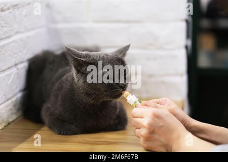 Fütterung von Hand britisches Katzenfutter Shorthair Chartreux. Futter an Hauskatzen zu Hause unter Sonnenschein verfüttern Stockfoto