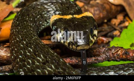 Die ungiftige Schlange ist gewöhnlich. Natrix natrix Stockfoto