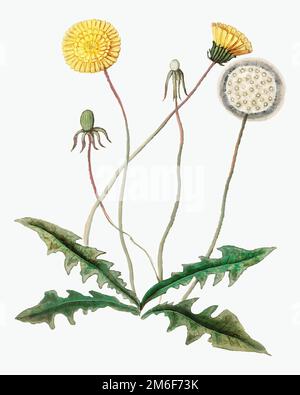 Vintage Ringelblume Blume Illustration in Vektor Stock Vektor