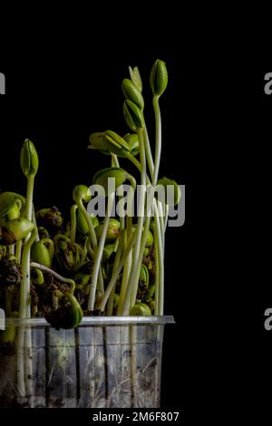 Microgreens. Gezüchtete Sojabohnen auf Schwarz Stockfoto