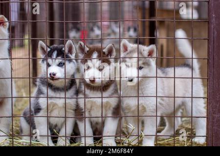 Nahaufnahme von Husky Hund Welpen in einem Käfig und Ansehen Stockfoto