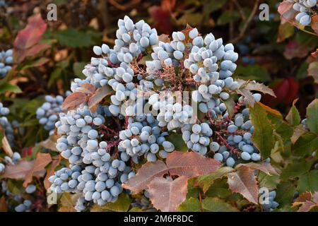 Blaue Mahonia Beeren (La. Mahonia aquifolium) oder Oregon Trauben im Herbstgarten Stockfoto