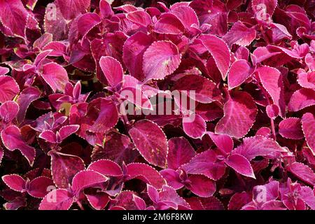 Gattung Coleus mehrjährige immergrüne Pflanzen in der Familie Lamiaceae Stockfoto