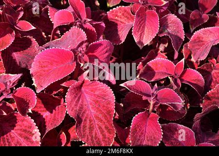 Gattung Coleus mehrjährige immergrüne Pflanzen in der Familie Lamiaceae Stockfoto