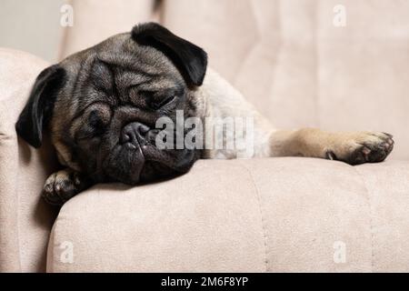 Ein süßer Pug schläft auf einer beigen Couch. Pflege für Puppen, Haare, Liebe und Pflege für das Haustier Stockfoto