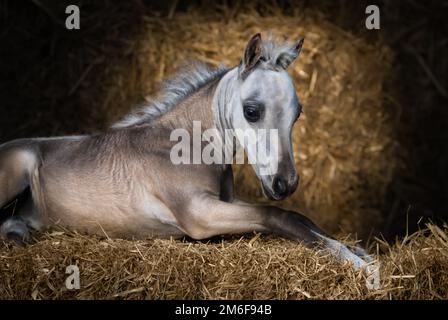 Amerikanisches Miniaturpferd. Dun Fohlen auf Stroh im Stall. Stockfoto