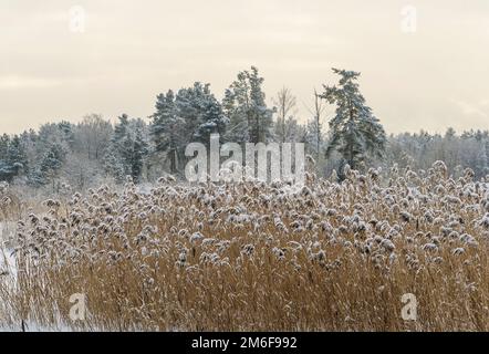 Trockenes Schilf, bedeckt mit Schnee am Ufer eines gefrorenen Sees. Stockfoto