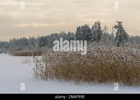 Trockenes Schilf, bedeckt mit Schnee am Ufer eines gefrorenen Sees. Stockfoto