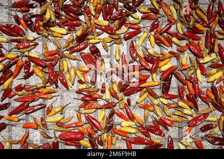 Chili-Pfeffer-Hintergrund. Heiße rote Chili-Paprika werden draußen in der Sonne getrocknet. Mexikanische Küche, Gewürze, Speisekonzept. Hochwertiges Foto Stockfoto