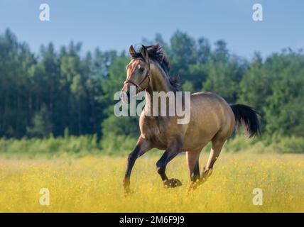 Andalusisches Pferd auf Sommerblütenfeld. Wunderschöne Sommerlandschaft. Stockfoto