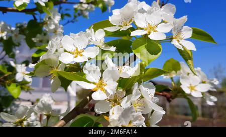 Ein blühender Apfel- oder Birnenbaum vor einem klaren blauen Himmel. Ein Ast mit weißen, zarten Blumen. Das Konzept der Frühlingsblüte Stockfoto