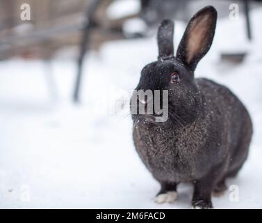 Wunderschönes, flauschiges, schwarzes Kaninchen im Winter im Park Stockfoto