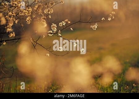 Nahaufnahme des frühlingsblühenden Obstbaums Stockfoto