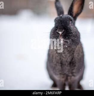 Wunderschönes, flauschiges, schwarzes Kaninchen im Winter im Park Stockfoto