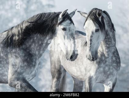 Porträt zweier spanischer grauer Hengste im Winterwald. Monochromatisches horizontales Winterbild im Freien. Stockfoto