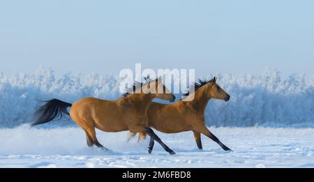Zwei kostenlose Pferde galoppieren im Winter über das Feld. Seitenansicht. Stockfoto