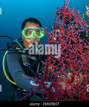 Ein Taucher unter Wasser in der Nähe einer Koralle in der Philippinischen See am 1. Mai 2022. Apo-Insel Stockfoto