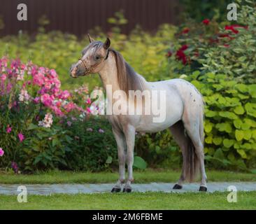 Amerikanisches Miniaturpferd. Junger Appaloosa-Hengst auf grünem Gras im Garten. Stockfoto