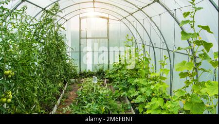 Gurken und Tomaten wachsen in einem modernen Gewächshaus aus Polycarbonat, Sonnenlicht durch durchsichtige Wände, das Konzept von g Stockfoto