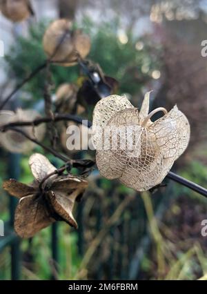 Skelette alter ausgetrockneter Blüten im Herbst Stockfoto