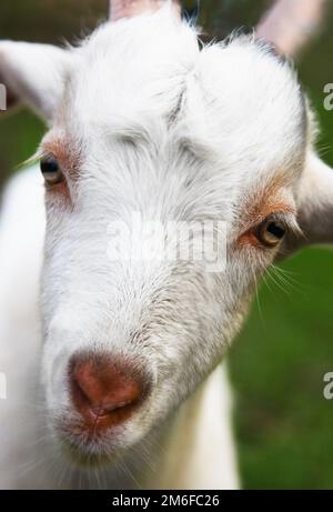 Nahaufnahme des Porträts einer weißen Ziege Stockfoto