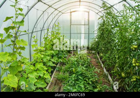 Gurken und Tomaten wachsen in einem modernen Gewächshaus aus Polycarbonat, Sonnenlicht durch durchsichtige Wände, das Konzept von g Stockfoto