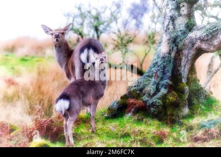 Rotwild mit Jungkalb Stockfoto