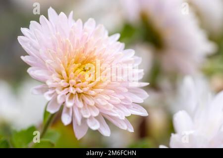 Nahaufnahme eines Bündels weißer Chrysanthemen mit gelben Mittelpunkten und weißen Spitzen auf den Blütenblättern. Chrysanthemmmuster im Blumenpark. Cl Stockfoto