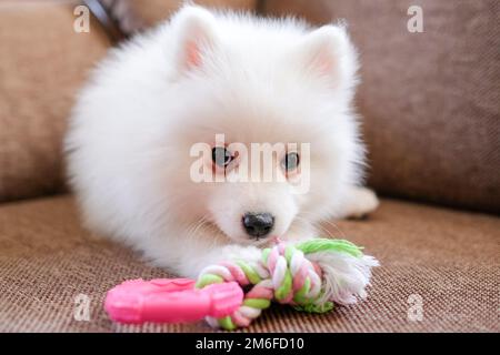 Flauschiger Welpe, der mit seinem Gummispielzeug auf der Couch lag Stockfoto