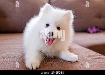 Ein zufriedenes Hündchen mit offenem Mund liegt auf der Couch. Japanischer spitz Stockfoto