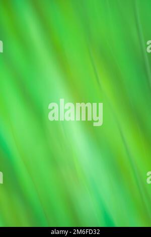 Abstrakter grüner Farbverlauf verschwommener Hintergrund. Minimal verschwommener Style trendige, gradient Textur für grafisches Design. Stockfoto
