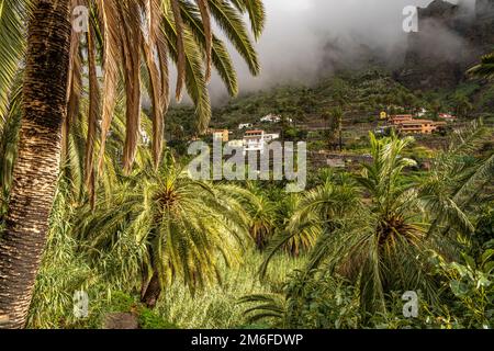 Kulturlandschaft mit Palmen im Valle Gran Rey, La Gomera, Kanarische Inseln, Spanien | Landschaft mit Palmen, Valle Gran Rey, La Gomera, Canary I Stockfoto