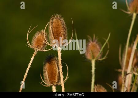 Getrocknete Distelblüte auf verschwommenem Hintergrund, Italien Stockfoto