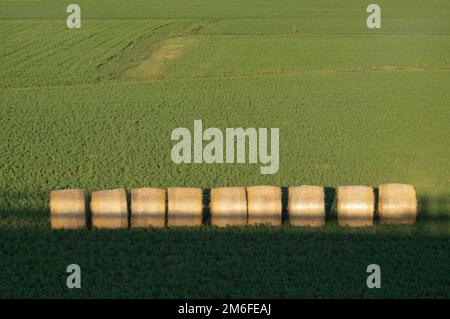 Blick auf die Heurollen auf den Erntefeldern in der Ebene von padana Emilia Romagna, Italien Stockfoto