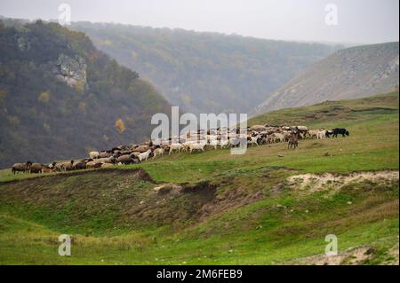 Hügellandschaft mit weidenden Schafscharen, Moldawien Stockfoto