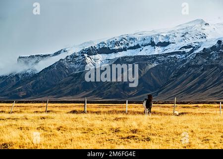 Pferd steht in einem Feld Stockfoto