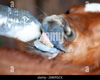 Fohlen aus der Flasche füttern. Im Stall. Schließen. Aufnahme mit selektivem Fokus Stockfoto