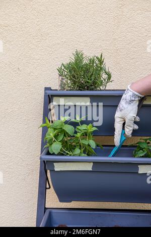 Vertikale Aufnahme von kleinen vertikalen Garten, Hobby Stockfoto