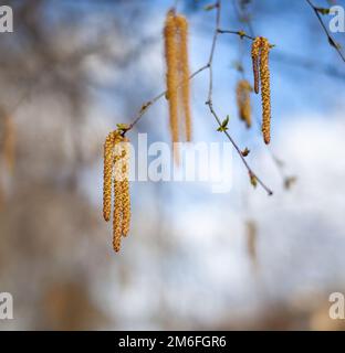 Wunderschöne sonnige Aussicht auf die Birkenäste und Katzenminen auf den Ästen Stockfoto
