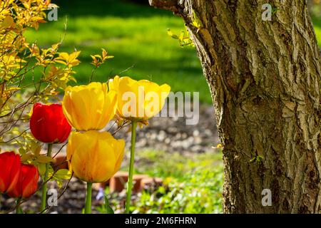 Tulpenblumen wachsen neben einem Baumstamm in einem Garten Stockfoto