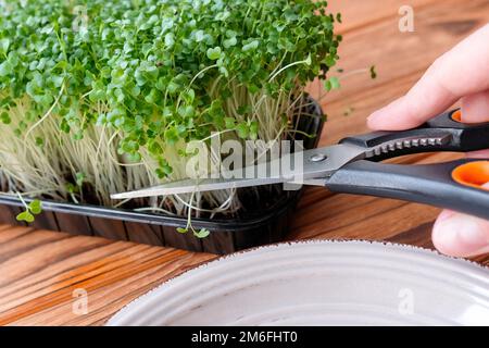 Schneiden Sie das Mikrogrün mit einer Schere. Kleine Kohlsprossen Stockfoto