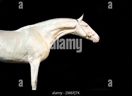 Porträt eines wunderschönen cremefarbenen reinrassigen jungen Hengstes vor schwarzem Hintergrund. Stockfoto