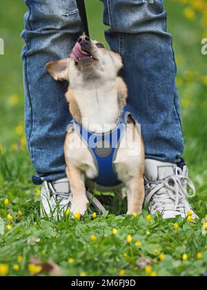 Eine Erwachsene, nette Frau geht mit dem kleinen Hund im Frühling spazieren Stockfoto