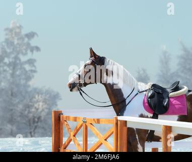 American Paint Horse mit Zauber und englischem Sattel vor dem Hintergrund der Winterlandschaft. Stockfoto