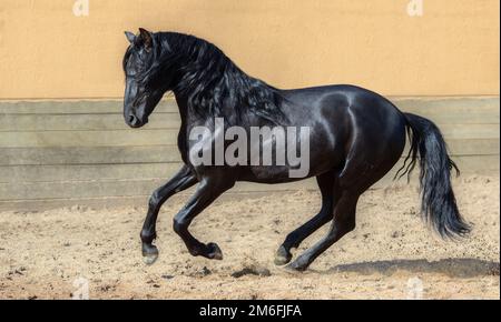 Schwarzes andalusisches Pferd galoppiert auf der Koppel. Stockfoto