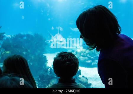 Lissabon, Portugal. 04. Januar 2023. Annalena Baerbock (r, Bündnis 90/die Grünen), Außenministerin, besucht das Ozeanarium. Kredit: Christophe Gateau/dpa/Alamy Live News Stockfoto